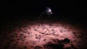 Un étonnant « oxygène noir » fabriqué dans les abysses de l’océan Pacifique 