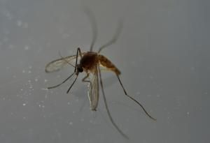 Premier cas autochtone de chikungunya de l&#039;année en France, en Ile-de-France