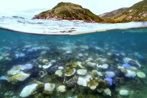 Grande Barrière de corail : la température de l’eau à son plus haut depuis 400 ans, selon une étude