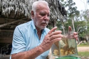 Guainia : la région colombienne qui orne les aquariums du monde 