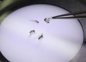 L’épidémie de dengue est déclarée en Guadeloupe  