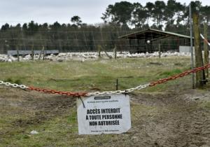 Un foyer de grippe aviaire &quot;hautement pathogène&quot; détecté dans un élevage dans l&#039;Eure