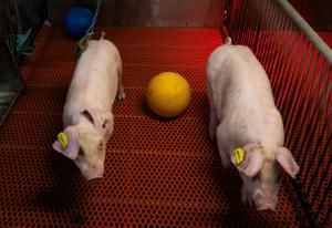 Dans une ferme-laboratoire américaine, des porcs transgéniques élevés pour vendre des reins aux humains