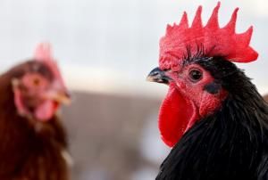 Premier cas grave de grippe aviaire chez l’homme aux États-Unis