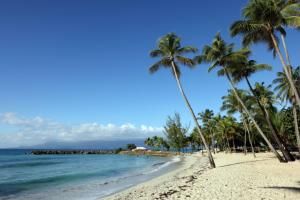 En Guadeloupe, les cocotiers doublement menacés 