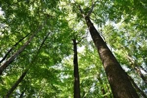  Sauver le chêne, roi des forêts françaises : une mission et un testament 