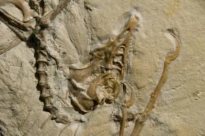 L’Archaeoptéryx possédait des plumes essentielles au vol 