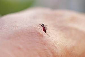 Dengue et chikungunya : autour de 2 000 cas importés depuis début 2025 en France métropolitaine 