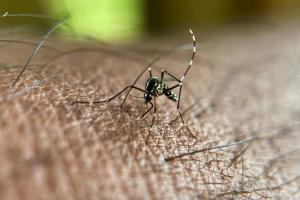 Nouveau cas autochtone de chikungunya en métropole, le deuxième en 2025
