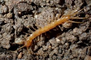 Cruciaux pour la santé des sols, des mille-pattes menacés d’extinction en France