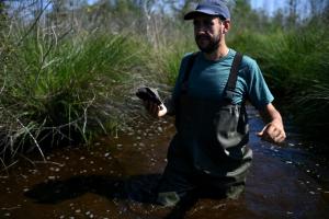 Sur les terres brûlées de Gironde, les premiers signes du retour de la nature 