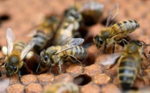Néonicotinoïdes: des motifs d&#039;inquiétudes pour la santé humaine mais manque d&#039;études d&#039;ampleur