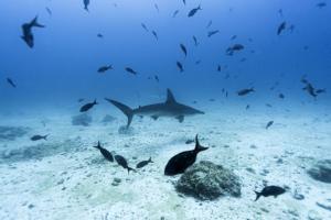 L&#039;exploitation minière en haute mer pourrait affecter la vie marine, selon une étude financée par l&#039;industrie