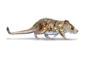 Un fossile de mammifère du crétacé découvert au Chili