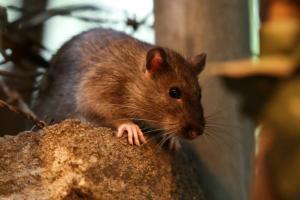 Stresser les rats, la méthode de New York pour éviter qu&#039;ils ne se reproduisent