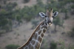 Il n’existe pas une mais quatre espèces de girafes