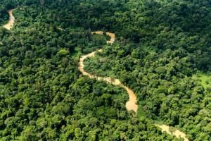 Guyane : la Cour des comptes alerte sur une gestion forestière à repenser 