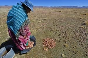 Une étude révèle que la pomme de terre descend de la tomate 