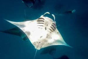 Océans : des scientifiques mettent en évidence l’efficacité de très grandes aires protégées 