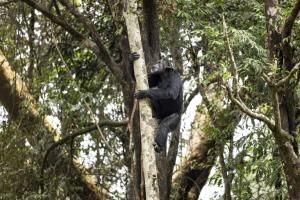 Nos cousins chimpanzés consomment aussi de l&#039;alcool : l&#039;équivalent d&#039;une pinte par jour