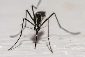 Dengue, chikungunya : les techniques de lâchers de moustiques fonctionnent-elles vraiment ?
