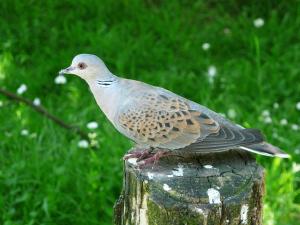 Biodiversité : controverse autour de la chasse à la tourterelle des bois, de nouveau autorisée en France