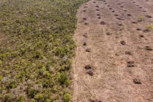  Loi contre la déforestation : Bruxelles veut un nouveau report 