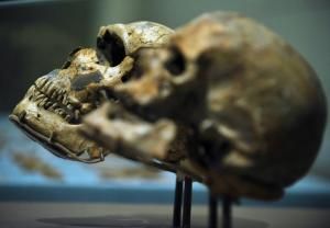 Un crâne d’un million d’années pourrait modifier la chronologie de l’évolution humaine, selon une étude