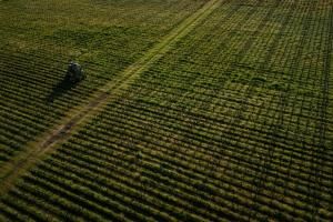 La surexposition aux pesticides des riverains des vignes démontrée par une vaste étude 