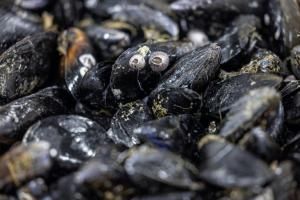Pesticides et médicaments retrouvés sur tout le littoral français