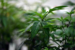 En Australie, les médecins se plaignent de prescriptions « excessives » de cannabis médical