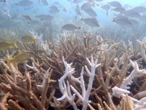 Deux espèces de coraux de Floride « fonctionnellement éteintes » en raison du réchauffement marin 