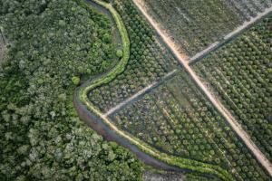  Bruxelles veut élaguer sa loi contre la déforestation, enlisée dans les reports