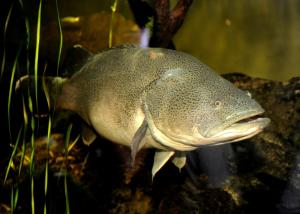 En Australie, l’invraisemblable record de nage d’une morue 