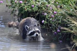 L&#039;inarrêtable progression du raton laveur, envahisseur rapporté d&#039;Amérique 