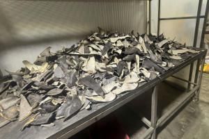  Pérou : saisie de plus de six tonnes d&#039;ailerons de requins destinés à l&#039;Asie 