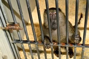 En Provence, l&#039;extension d&#039;un discret centre d&#039;élevage de singes de laboratoire divise
