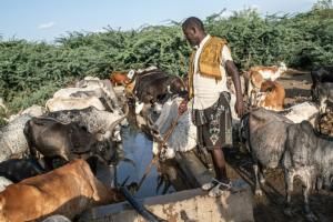 En Ethiopie, le fléau du prosopis, l&#039;arbre qui a &quot;tout envahi&quot; 
