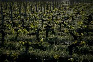Climat : près de Bordeaux, levures et porte-greffe à la rescousse du vin 