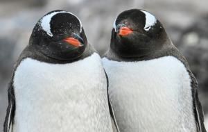 En Antarctique, les manchots avancent leur période de reproduction à vitesse « record »