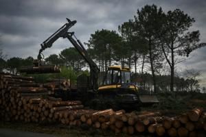 Dans les Landes, le ballet des abatteuses pour éradiquer le ver tueur de pins 