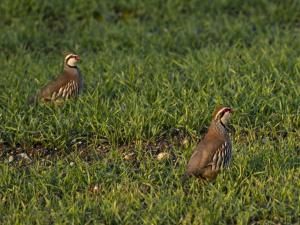 Pesticides : deux études alertent sur leur impact "sur l'ensemble du vivant"