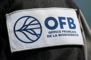 Pyrénées : la population d'ours poursuit sa croissance mais s'appauvrit génétiquement 