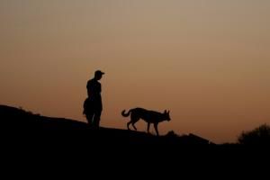 Les chiens nous accompagnent depuis 16 000 ans