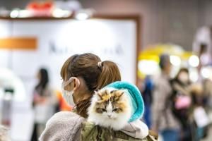 Japon : une startup demande l’homologation d’un traitement rénal pour chats 