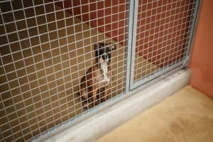 UE : des règles pour le bien-être des chiens et chats définitivement adoptées 