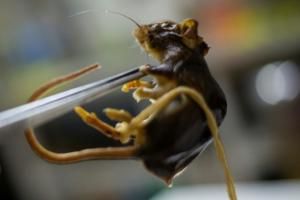 Hantavirus: ce que l'Argentine sait, et ne sait pas, de son expérience du virus 