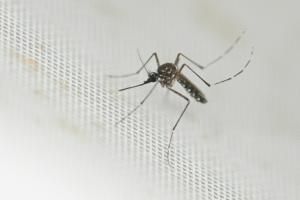 Chikungunya : un premier cas autochtone identifié cette saison en France