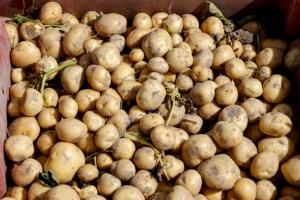 Pommes de terre: vers une crise historique après la sécheresse