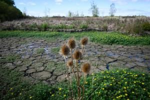 France : 66% des nappes phréatiques sous les normales, situation "très préoccupante", selon le service géologique national